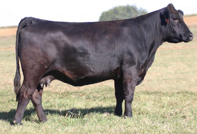 LVLS Miss Blackbird 111U